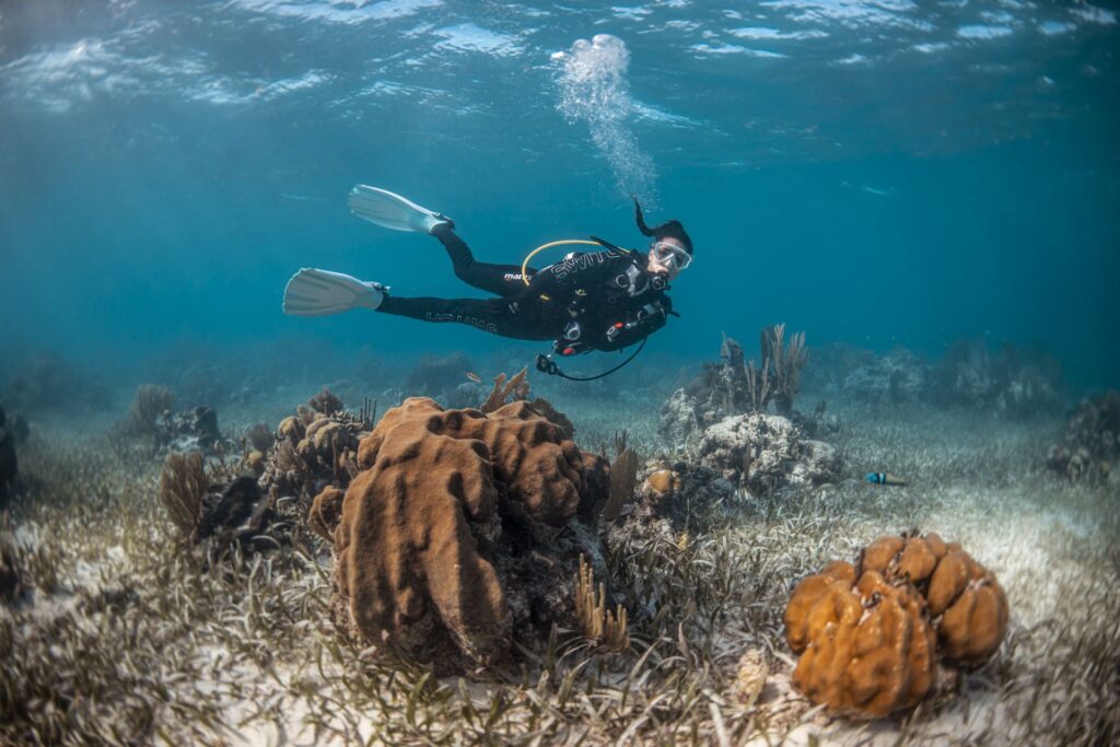 dive_image_134