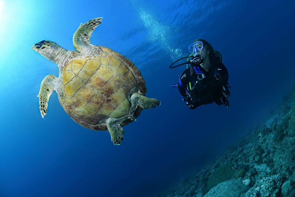 dive_image_14