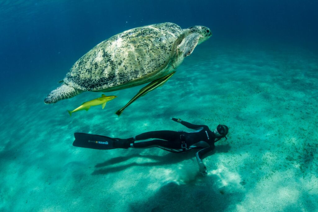 dive_image_152