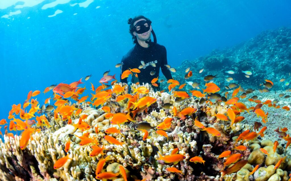 dive_image_51