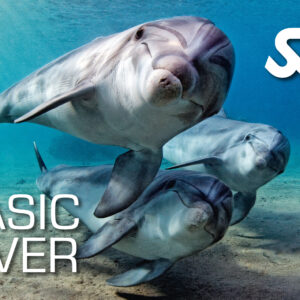 Basic Diver