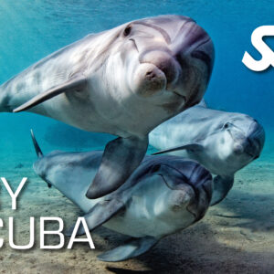 Try Scuba